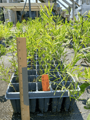 Leafy Prairie Coreopsis in plug tray in greenhouse