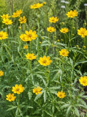 Prairie Coreopsis (Coreopsis palmata) with bright yellow daisy-like flowers, distinctive three-lobed leaves, and slender green stems