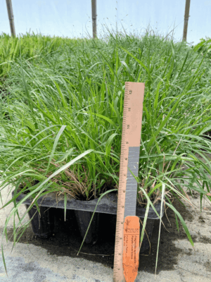 Leafy and bushy Purple love grass in tray