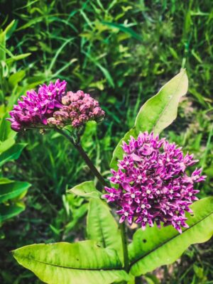 Purple Milkweed blooming in summer