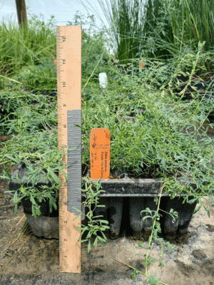 Purple prairie clover in plug tray with healthy foliage