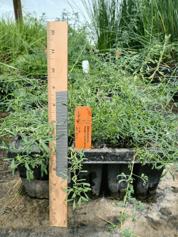Purple prairie clover in plug tray with healthy foliage