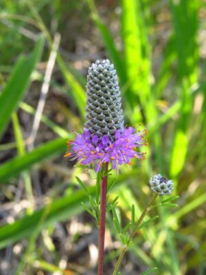 Purple Prairie Clover (Dalea purpurea) bloom close up
