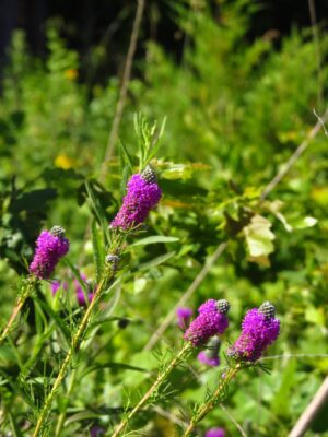 Cluster of blooming Purple Prairie Clovers in field