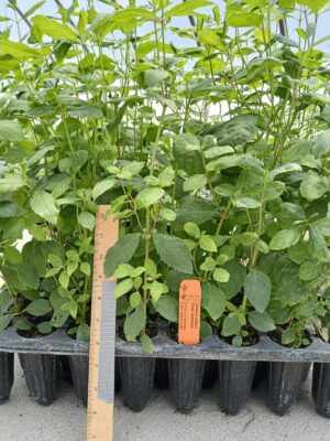 Leafy Rose Turtlehead seedlings in plug tray in greenhouse