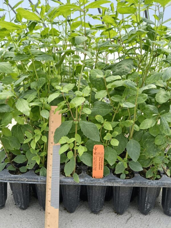 Leafy Rose Turtlehead seedlings in plug tray in greenhouse
