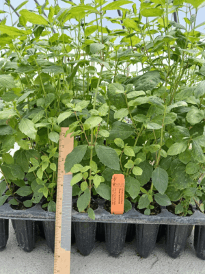 Leafy Rose Turtlehead in plug tray in greenhouse