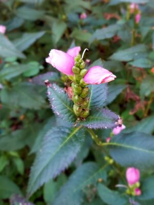 Rose Turtlehead pink flower blooming