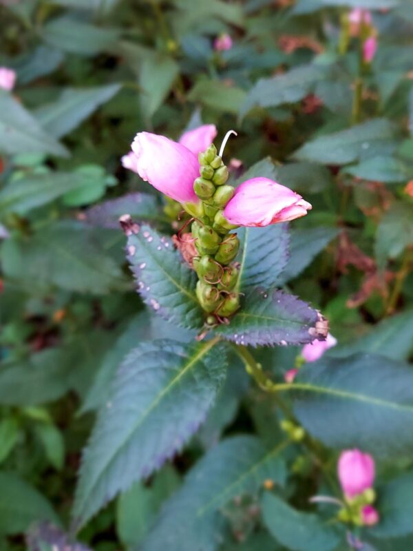 Rose Turtlehead pink flower blooming