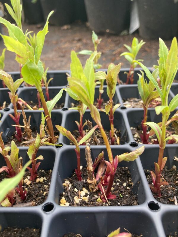 Rose Turtlehead plug seedling close up in tray in greenhouse. Redder base stem and green leafy foliage.