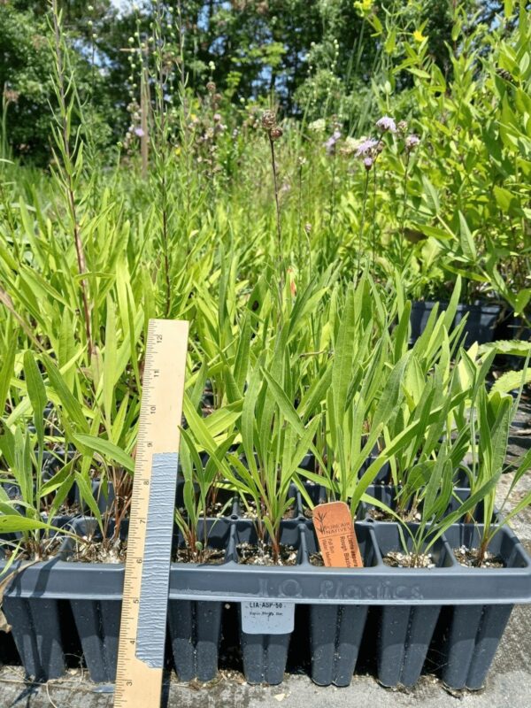Young Rough Blazing Star (Liatris aspera) plants growing in a 50-plug nursery tray
