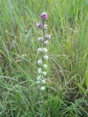 Rough Blazing Star (Liatris aspera) beginning to bloom, with pink-purple flower buds arranged along an upright stem in a prairie.