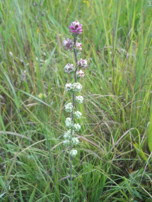 Rough Blazing Star (Liatris aspera) beginning to bloom, with pink-purple flower buds arranged along an upright stem in a prairie.