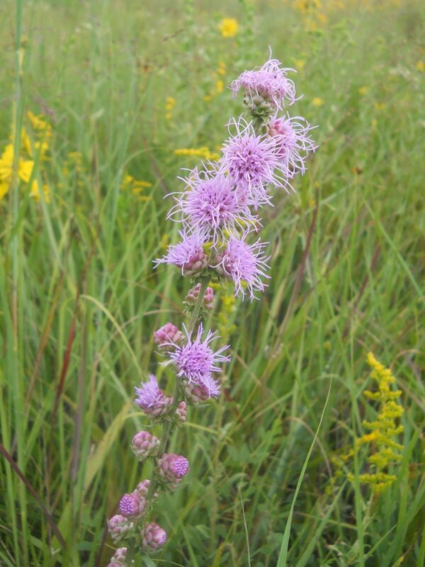 Rough Blazing Star (Liatris aspera) blooming with pink-purple flower clusters along an upright stem in a prairie.