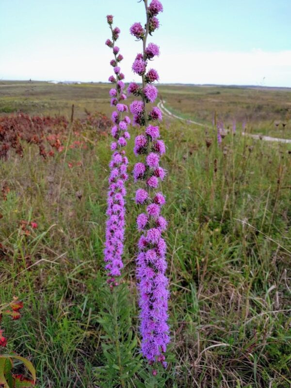 Rough Blazing Star (Liatris aspera) with developing and open purple flower clusters along a tall stem in a grassy prairie