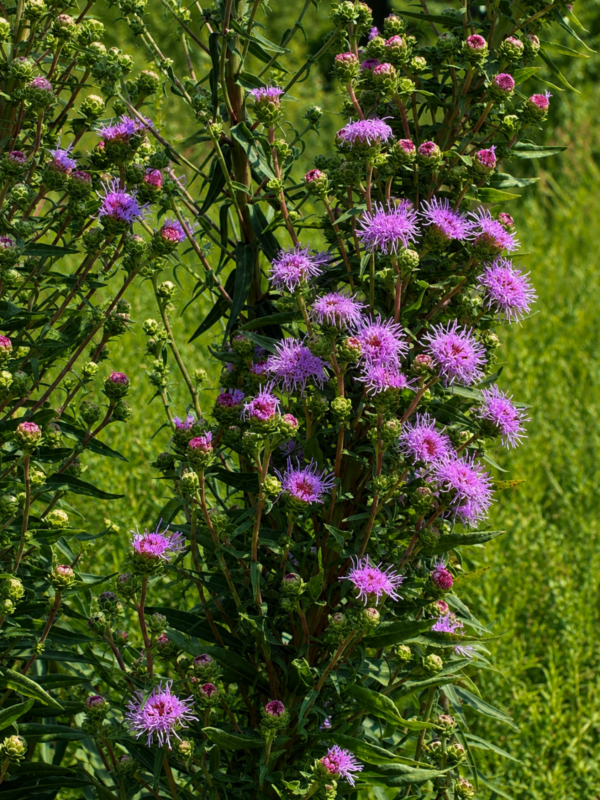 Savannah Blazing Star (Liatris scariosa)