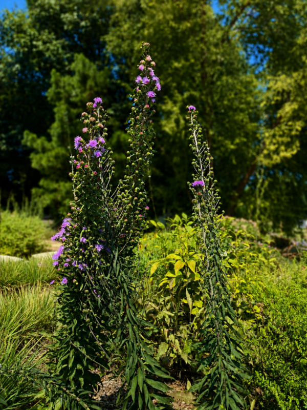 Savannah Blazing Star (Liatris scariosa)