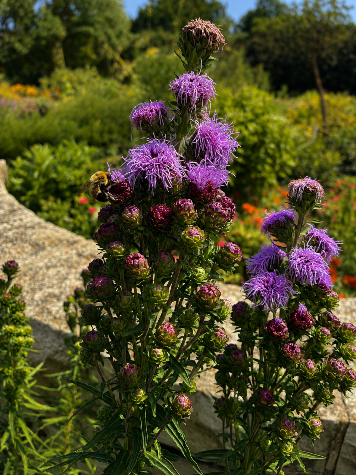 Savannah Blazing Star (Liatris scariosa)