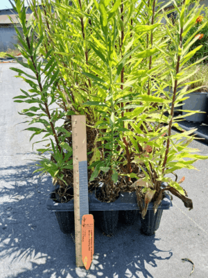 Leafy Savannah Blazing star starter plug tray