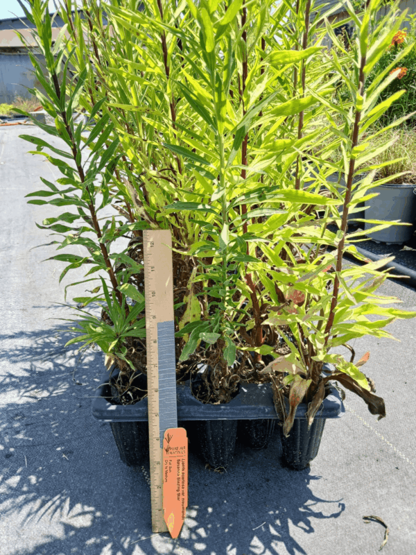 Leafy Savannah Blazing star starter plug tray