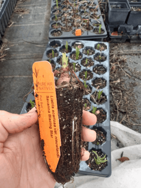 Healhy Savannah Blazing Star wildflower with healthy roots. Ready to plant