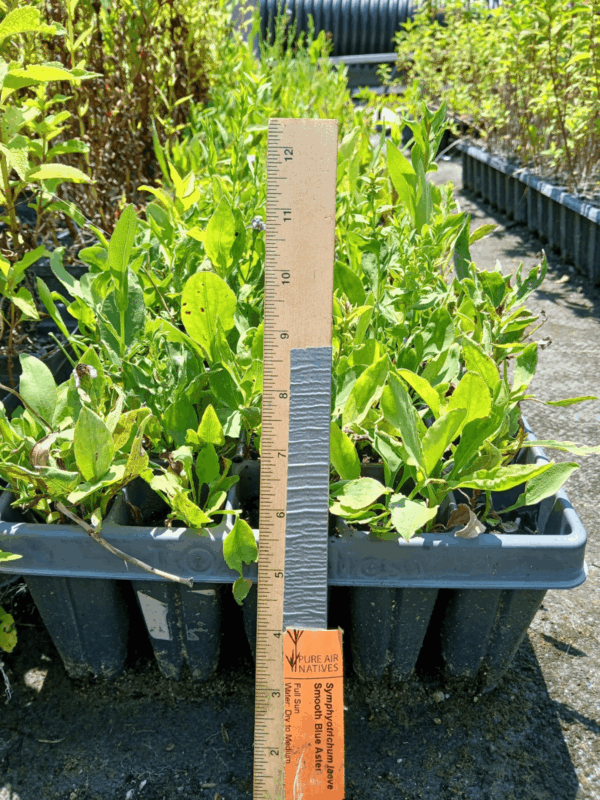 Smooth Blue Aster plug tray ready for planting