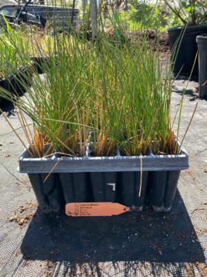Soft Rush 50 plug seedlings tray outside greenhouse