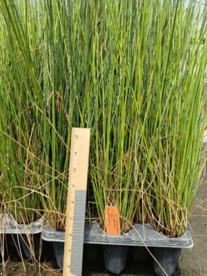 Tall green Soft Rush plugs in tray ready to plant