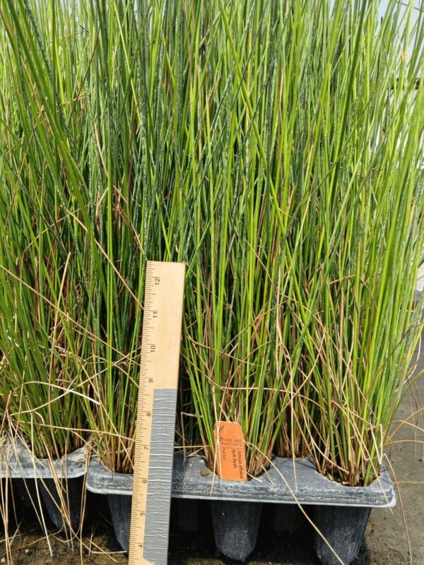 Tall green Soft Rush plugs in tray ready to plant