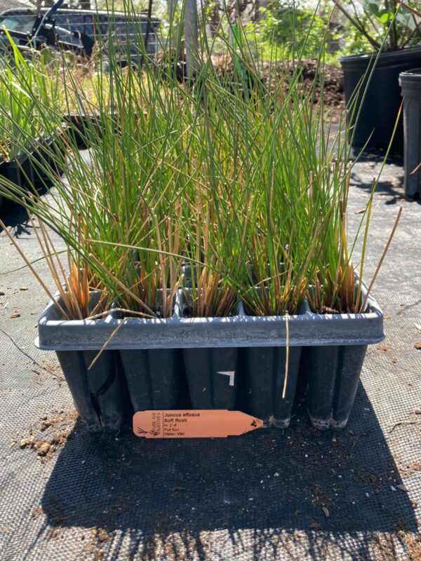Soft Rush 50 plug seedlings tray outside greenhouse
