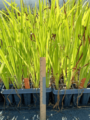Tall leafy Southern Blue flag Iris in plug tray
