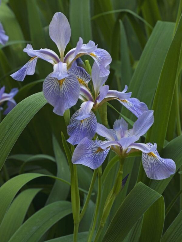 Southern Blue Flag Iris blooming in stream in Missouri
