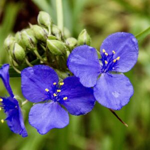 Ohio Spiderwort