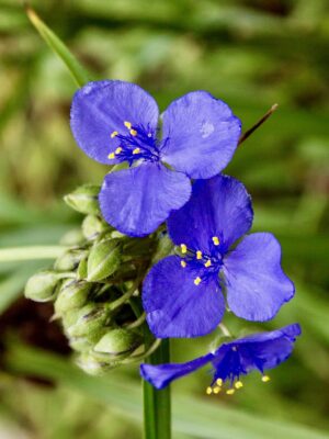 Beautiful blue-purple Ohio Spiderwort flower blooming