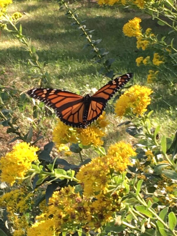 Stiff Goldenrod (Oligoneuron rigidum) close up with monarch butterfly