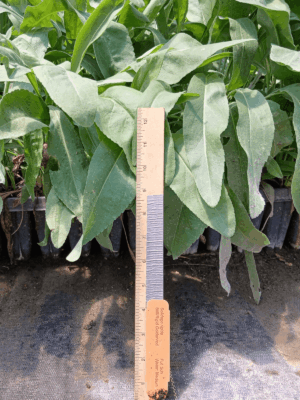 Leafy Stiff Goldenrod in plug tray