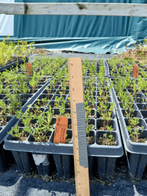 White Prairie Clover in plug tray in greenhouse