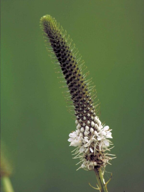 White Prairie Clover bloom close up