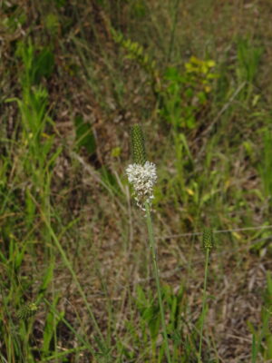 White Prairie Clover