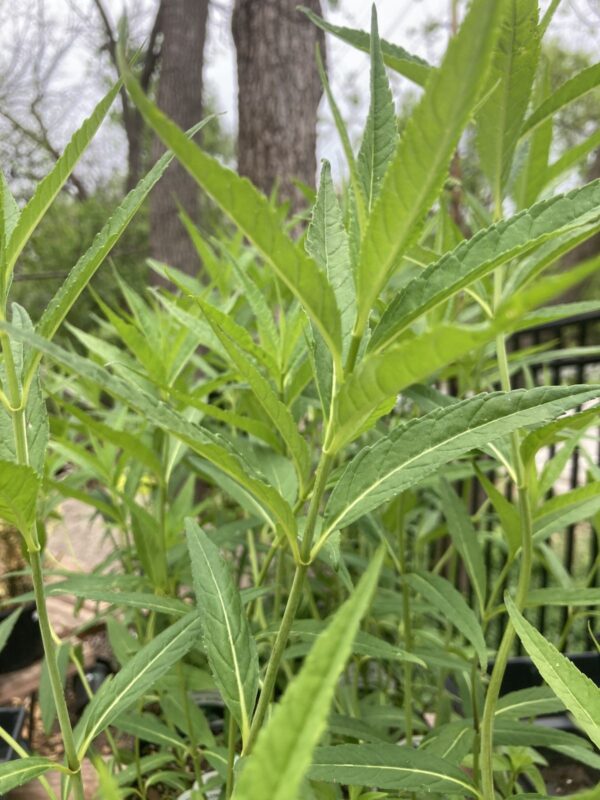 White Turtlehead close up of leaves growing in greenhouse