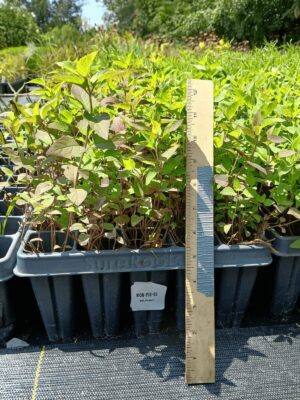 Wild Bergamot 50 plug tray with leafy foliage growth