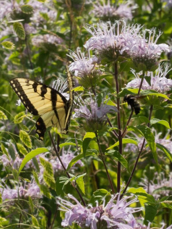 Wild Bergamot Swallowtail butterfly in field of purple bergamot