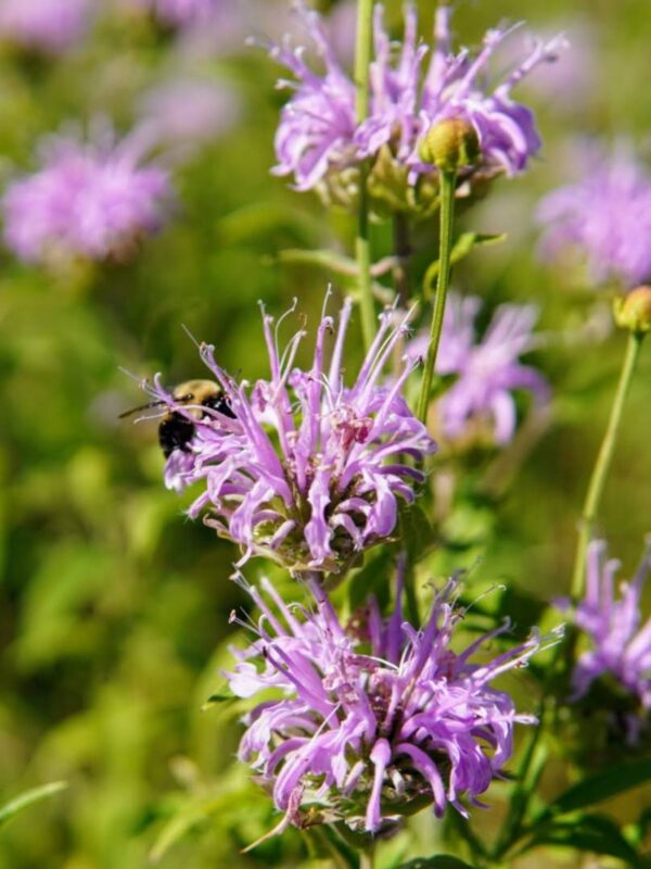 Wild Bergamot close up flowers with bee