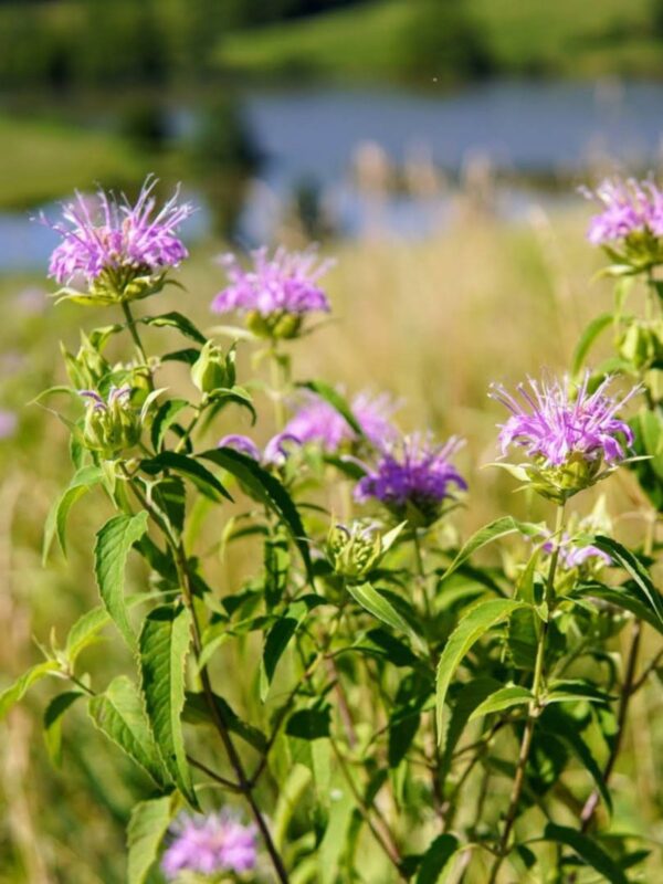 Wild Bergamot blooming in front of lake