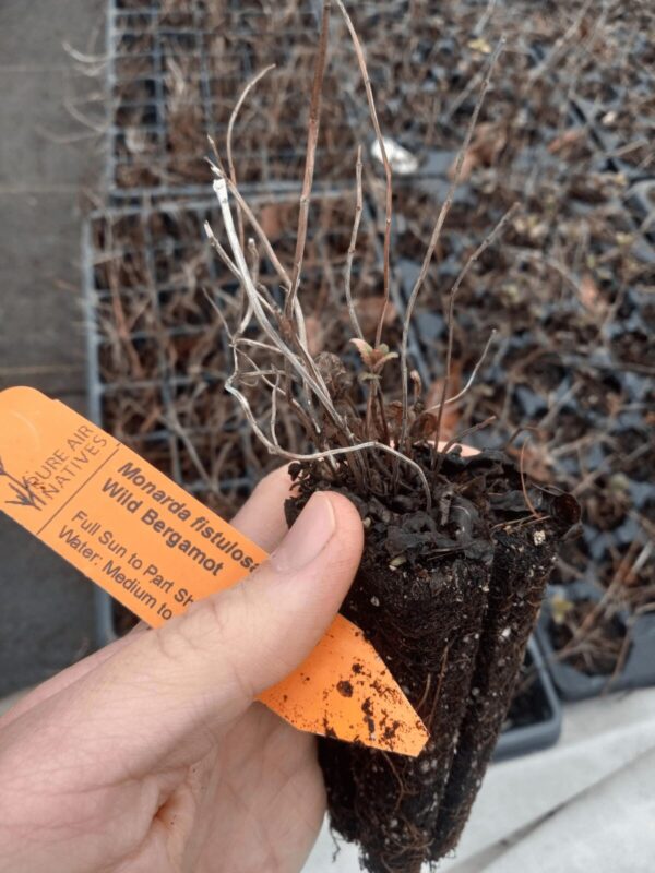 Healthy Wild Bergamot plug with emerging new growth