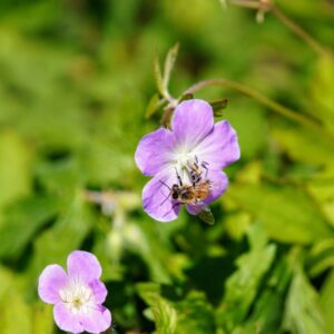 Wild Geranium