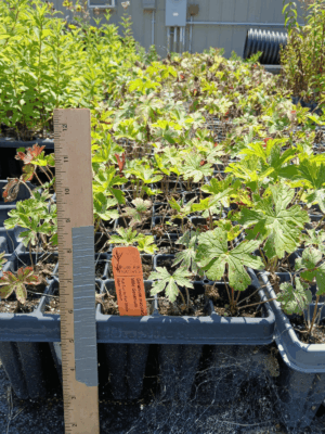 Leafy Wild Geranium plug tray in greenhouse