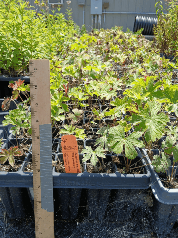Leafy Wild Geranium plug tray in greenhouse