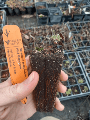 Healthy Wild Geranium plug with new growth