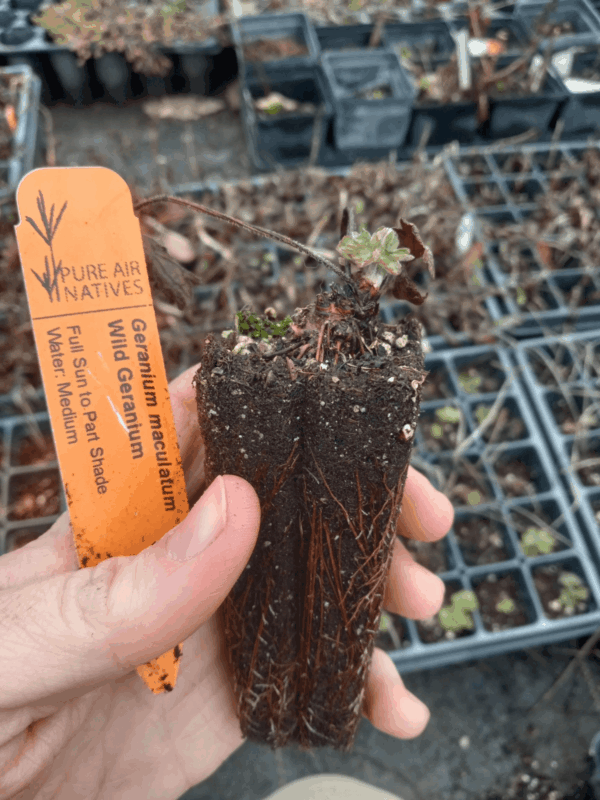 Healthy Wild Geranium plug with new growth